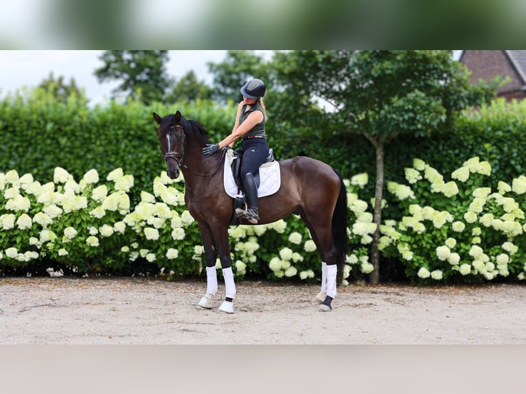 Oldenburgare Valack 4 år 170 cm Svart in Kempen