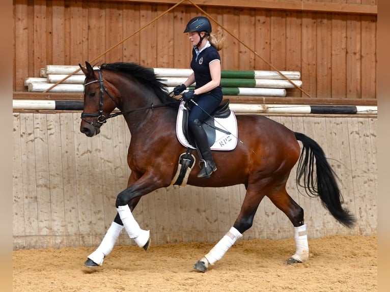 Oldenburgare Valack 4 år 172 cm Mörkbrun in Rehau