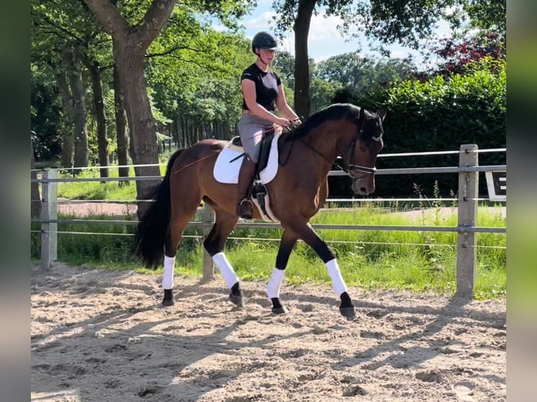 Oldenburgare Valack 4 år 174 cm Brun in Wardenburg