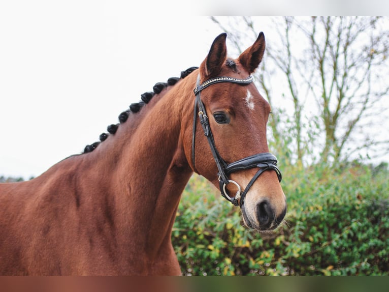 Oldenburgare Valack 4 år 175 cm Brun in Wedemark