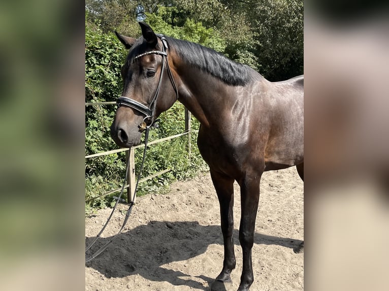 Oldenburgare Valack 4 år 175 cm Mörkbrun in Oberhausen