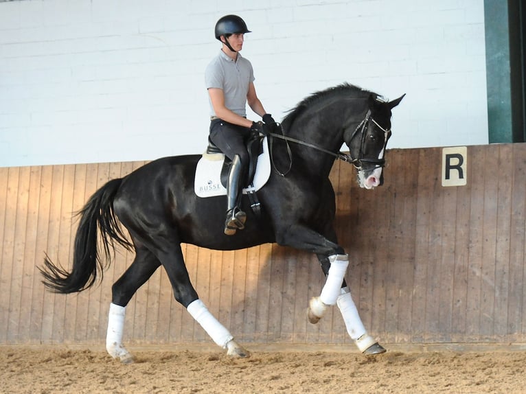 Oldenburgare Valack 4 år 176 cm Svart in Isernhagen