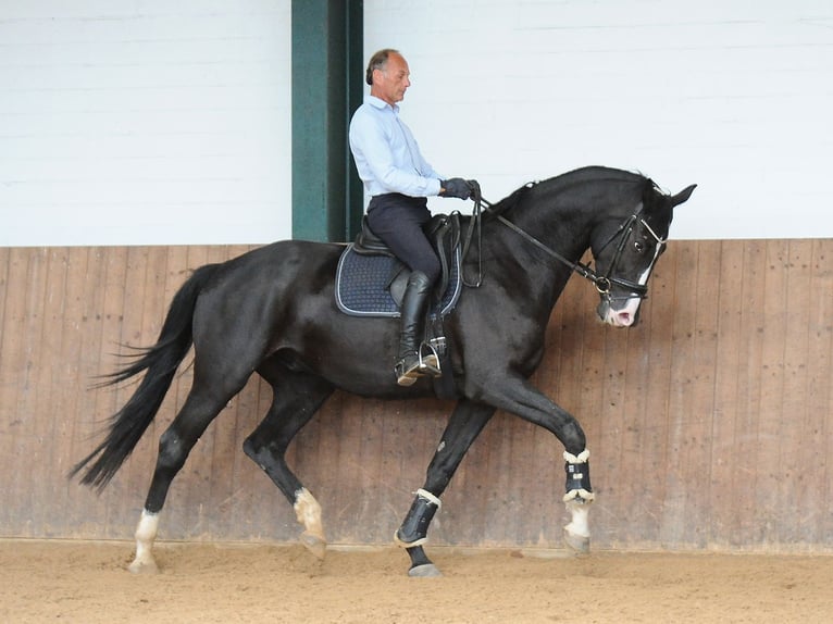 Oldenburgare Valack 4 år 176 cm Svart in Isernhagen