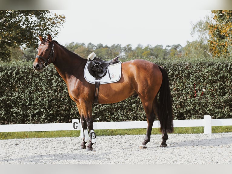 Oldenburgare Valack 5 år 163 cm Brun in Wedemark