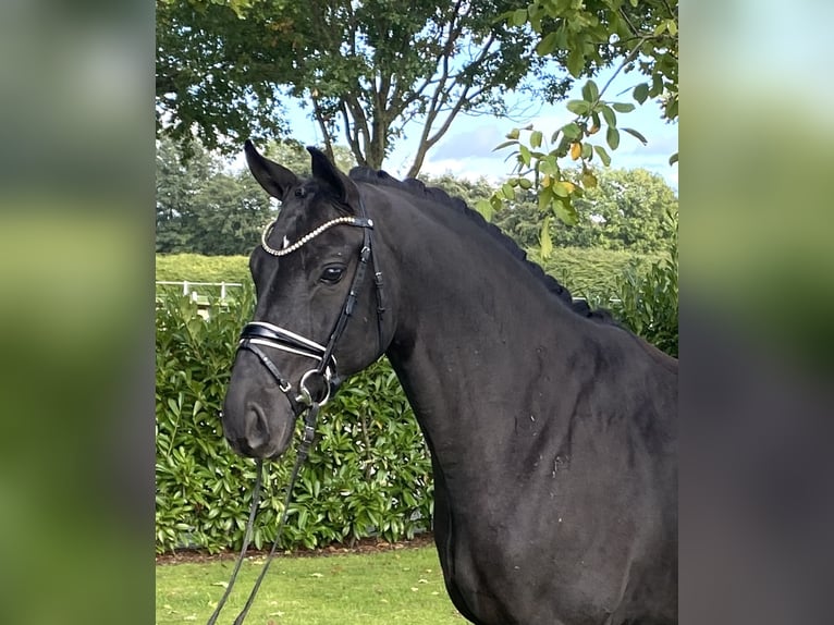 Oldenburgare Valack 5 år 166 cm Svart in Visbek