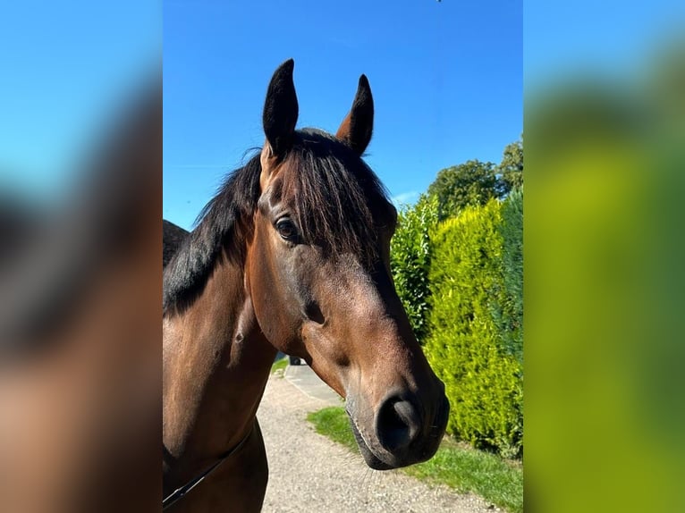 Oldenburgare Valack 5 år 167 cm Brun in Tangstedt