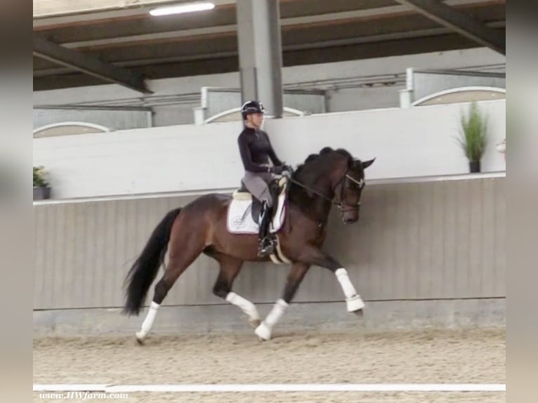 Oldenburgare Valack 5 år 167 cm Brun in Nottuln