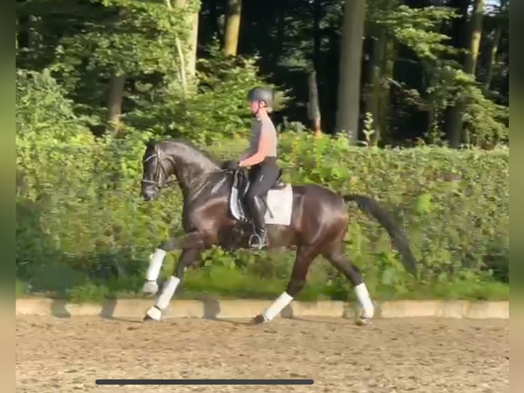 Oldenburgare Valack 5 år 167 cm Svart in Ostercappeln