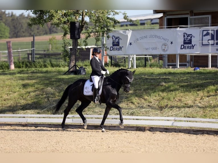 Oldenburgare Valack 5 år 168 cm Svart in Lehrberg