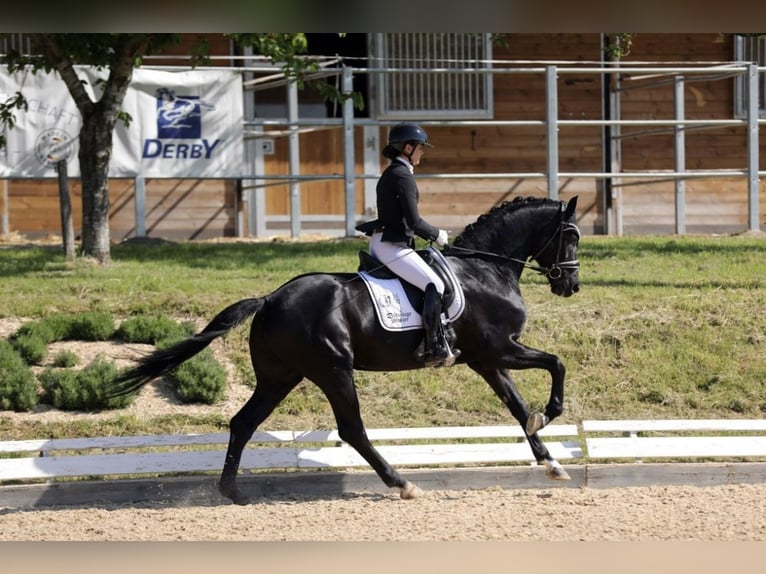 Oldenburgare Valack 5 år 168 cm Svart in Lehrberg