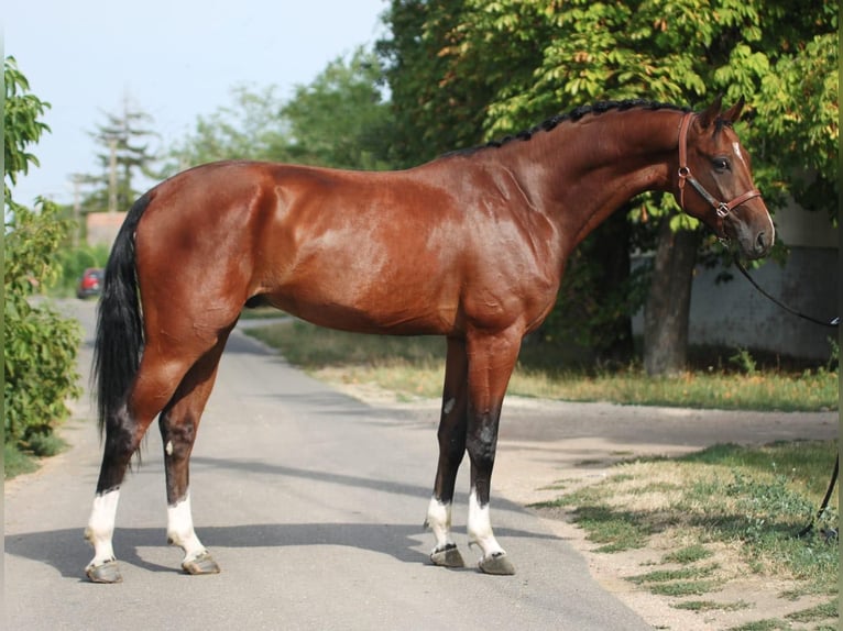 Oldenburgare Valack 5 år 169 cm in Budapest