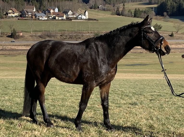 Oldenburgare Valack 5 år 170 cm Rökfärgad svart in Sankt Georgen im Schwarzwald