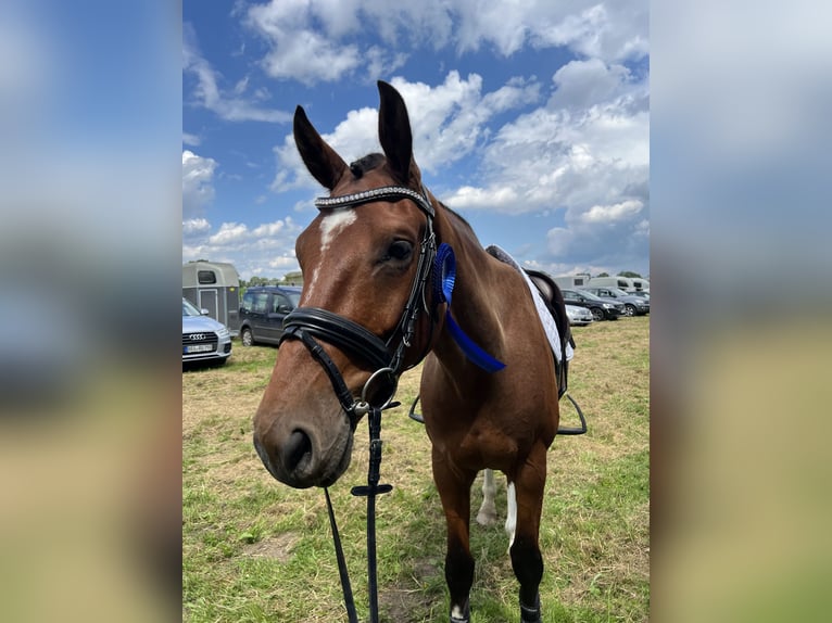 Oldenburgare Valack 5 år 171 cm Brun in Nordenham