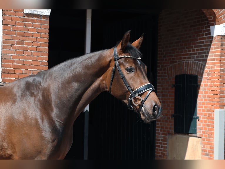 Oldenburgare Valack 5 år 174 cm Brun in Haftenkamp