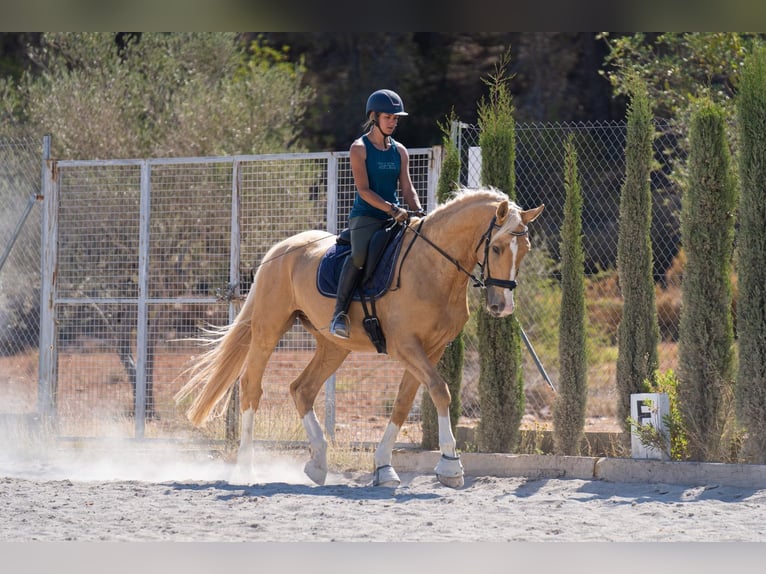 Oldenburgare Blandning Valack 5 år 175 cm Palomino in Valencia