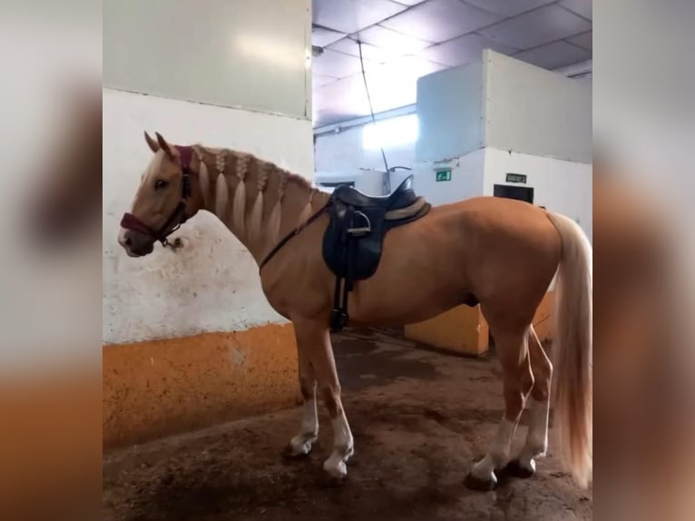 Oldenburgare Blandning Valack 5 år 175 cm Palomino in Valencia