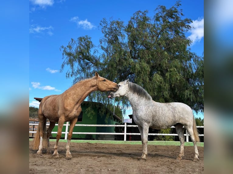 Oldenburgare Blandning Valack 5 år 175 cm Palomino in Valencia