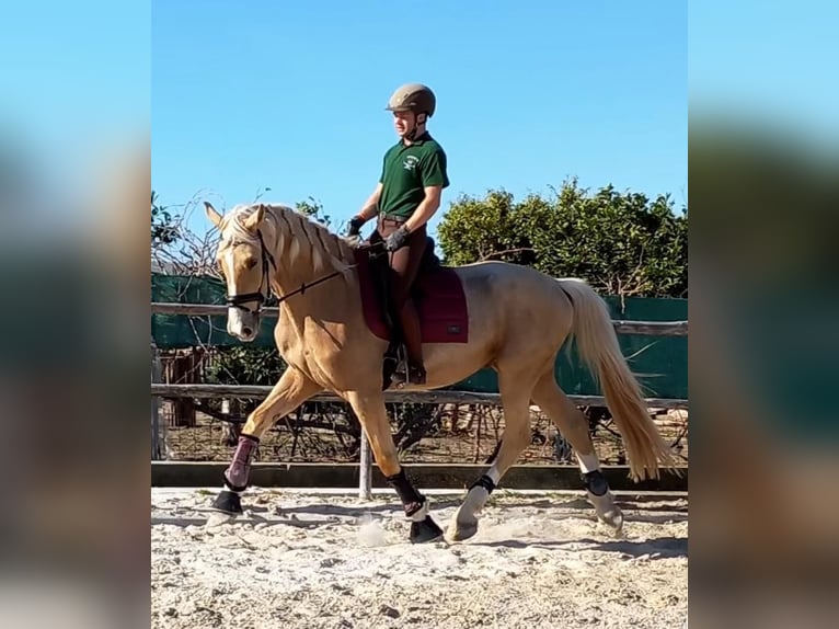 Oldenburgare Blandning Valack 5 år 175 cm Palomino in Valencia