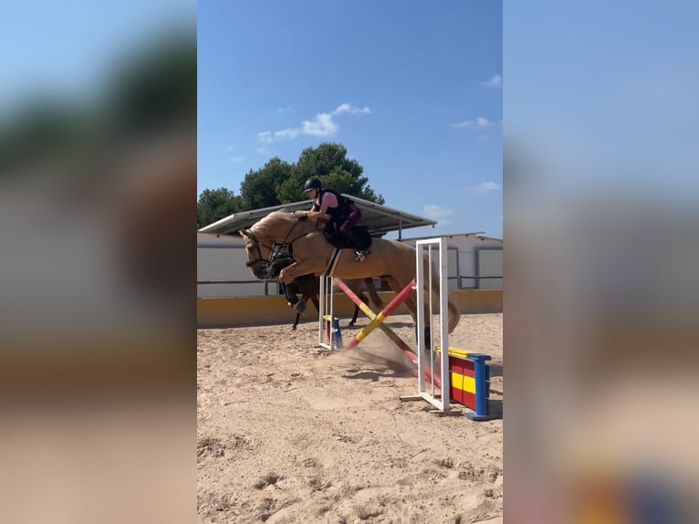 Oldenburgare Blandning Valack 5 år 175 cm Palomino in Valencia