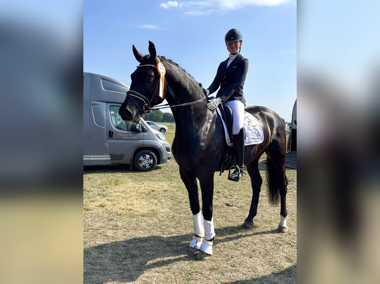 Oldenburgare Valack 5 år 176 cm Rökfärgad svart in Lohne (Oldenburg)