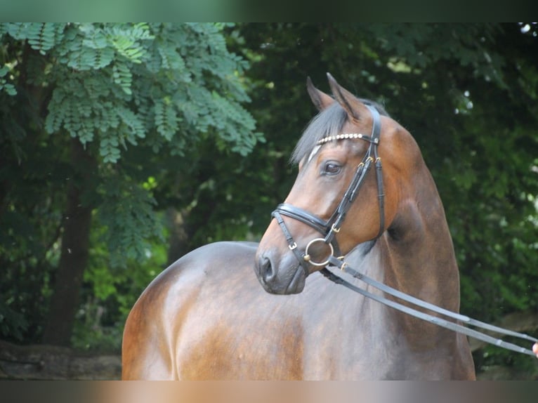 Oldenburgare Valack 6 år 165 cm Brun in Kassel