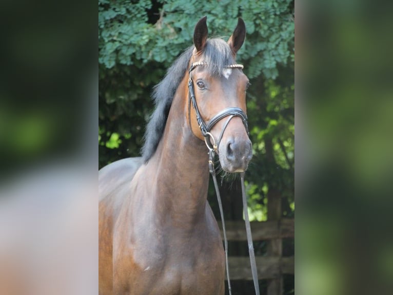 Oldenburgare Valack 6 år 165 cm Brun in Kassel