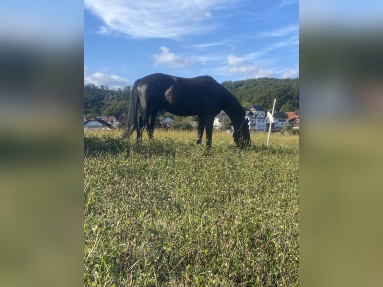 Oldenburgare Valack 6 år 170 cm Svart in Gladenbachdenbach