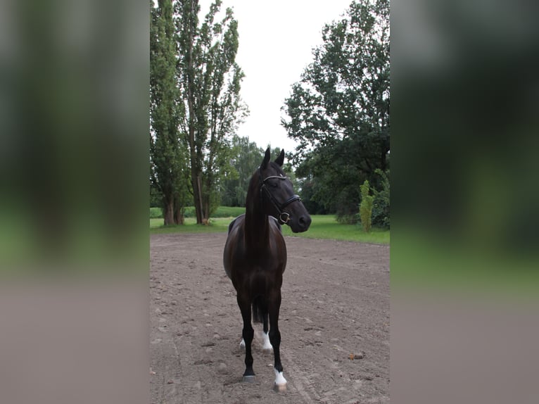 Oldenburgare Valack 6 år 174 cm Rökfärgad svart in Hannover