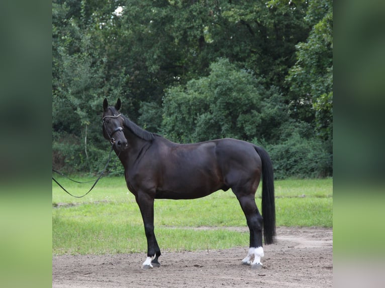 Oldenburgare Valack 6 år 174 cm Rökfärgad svart in Hannover