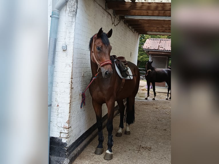 Oldenburgare Valack 6 år 178 cm Mörkbrun in Braunschweig