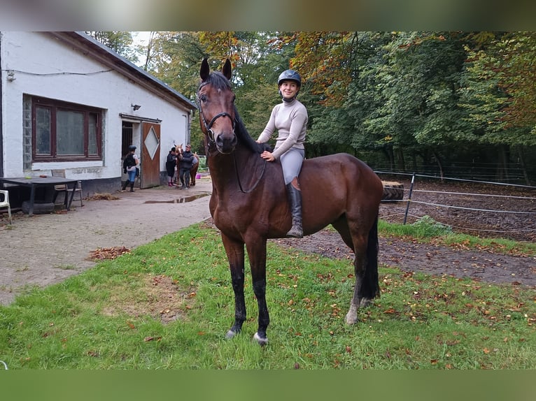 Oldenburgare Valack 6 år 178 cm Mörkbrun in Braunschweig