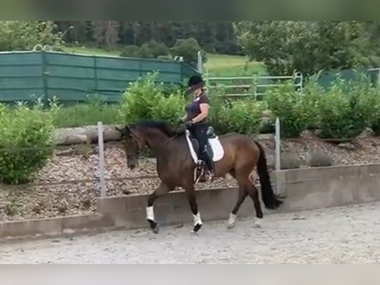 Oldenburgare Valack 6 år 178 cm Mörkbrun in Braunschweig