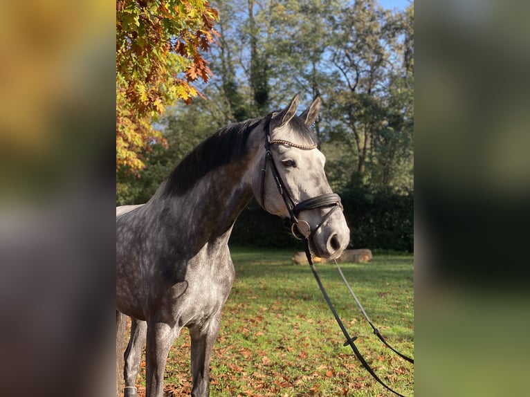 Oldenburgare Valack 7 år 177 cm Grå in Cadorago