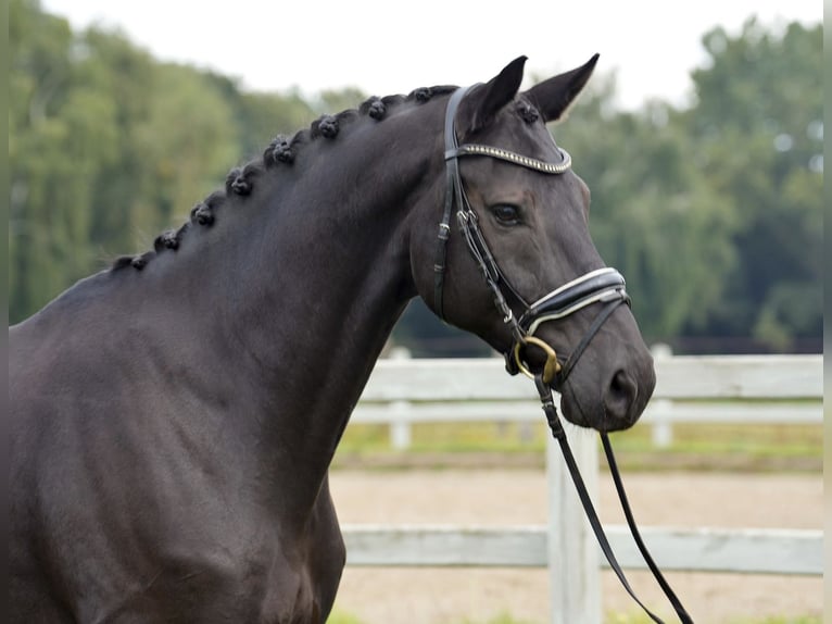 Oldenburgare Valack 8 år 169 cm Svart in Winsen (Luhe)