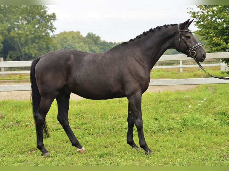 Oldenburgare Valack 8 år 169 cm Svart in Winsen (Luhe)