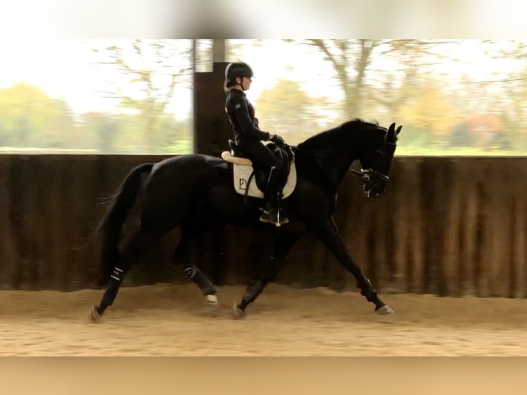 Oldenburgare Valack 8 år 170 cm Mörkbrun in Neeritter