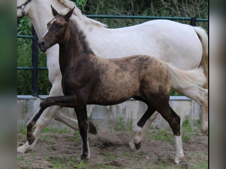 Oldenburgare Valack 8 år 170 cm Palomino in Aachen