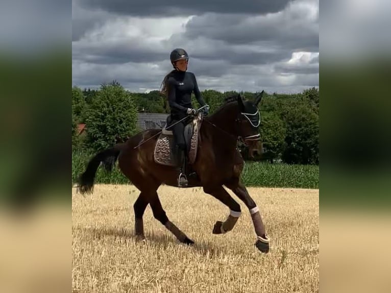 Oldenburgare Valack 8 år 174 cm Mörkbrun in Loxstedt