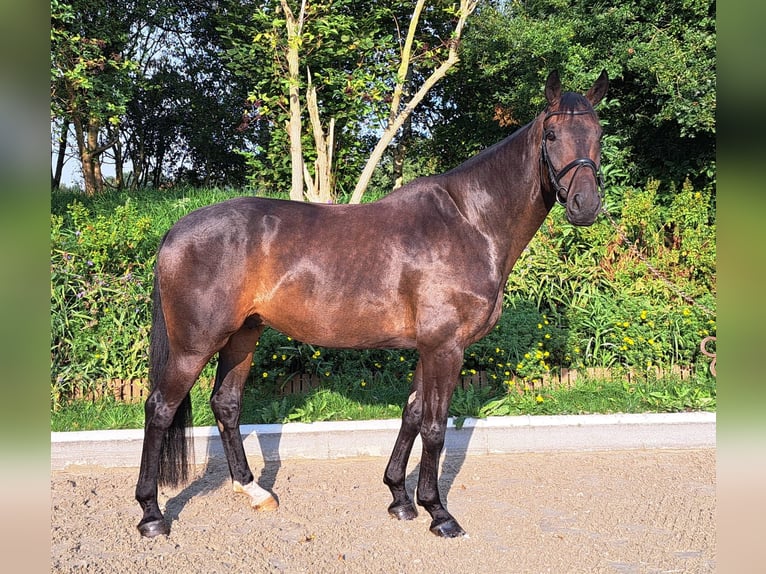 Oldenburgare Valack 8 år 174 cm Mörkbrun in Loxstedt