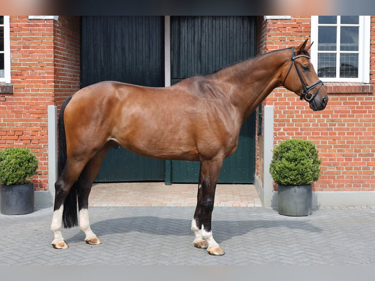 Oldenburgare Valack 8 år 179 cm Brun in Haftenkamp