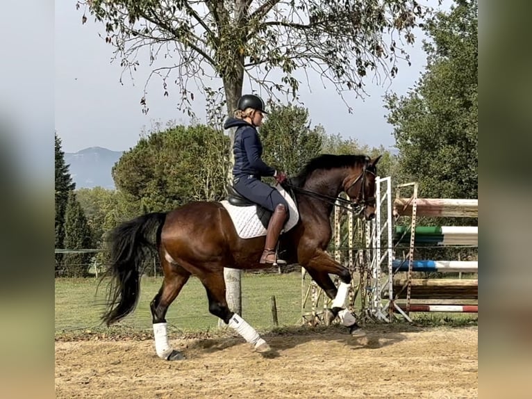 Oldenburgare Valack 9 år 167 cm Brun in Vic