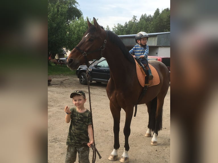 Oldenburgare Valack 9 år 168 cm Brun in Havlickuv Brod