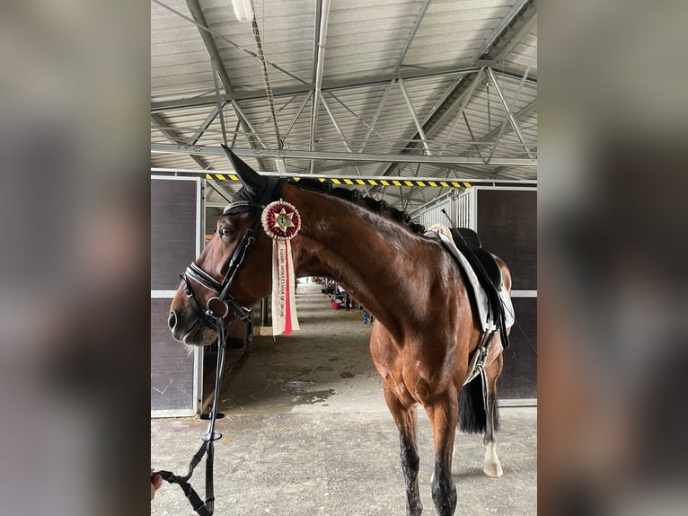 Oldenburgare Valack 9 år 168 cm Brun in Havlickuv Brod