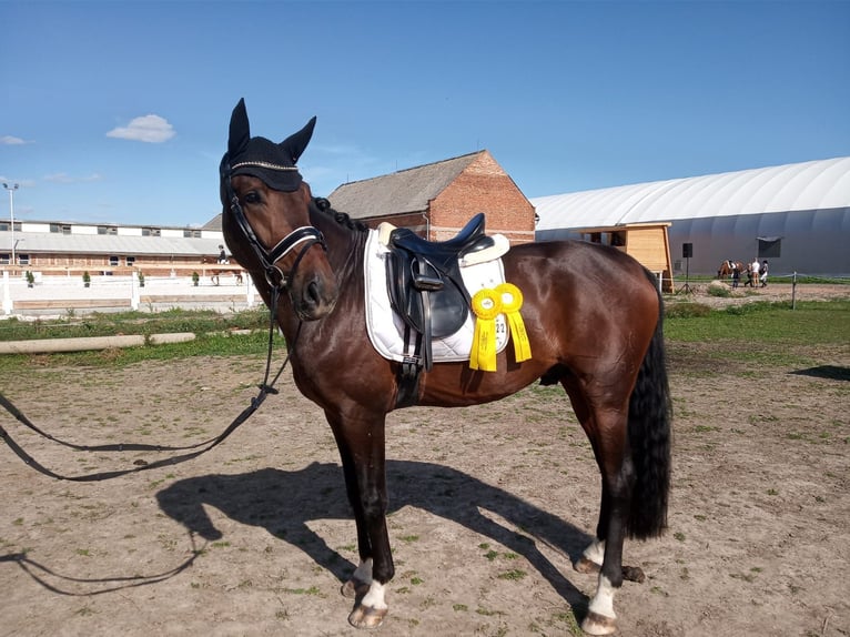 Oldenburgare Valack 9 år 168 cm Brun in Havlickuv Brod