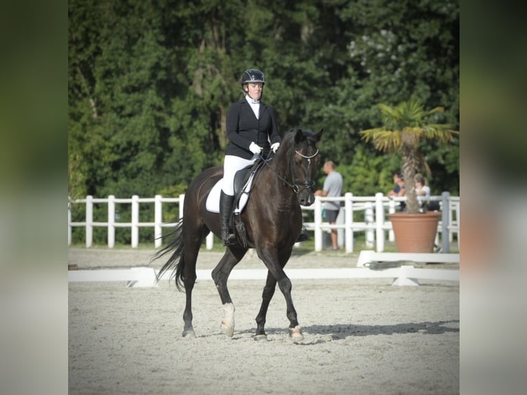 Oldenburgare Valack 9 år 177 cm Rökfärgad svart in Pelmberg