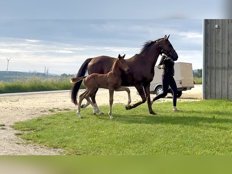 Oldenburger Onbekend Embryo  in Hagenbrunn