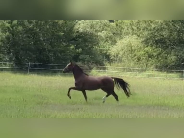 Oldenburger Onbekend Embryo  in Hagenbrunn