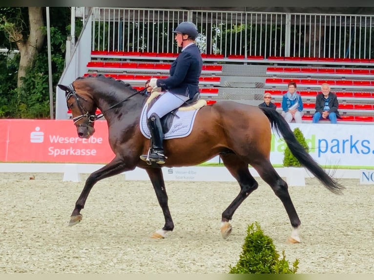 Oldenburger Hengst 10 Jahre 170 cm Dunkelbrauner in Bad Zwischenahn