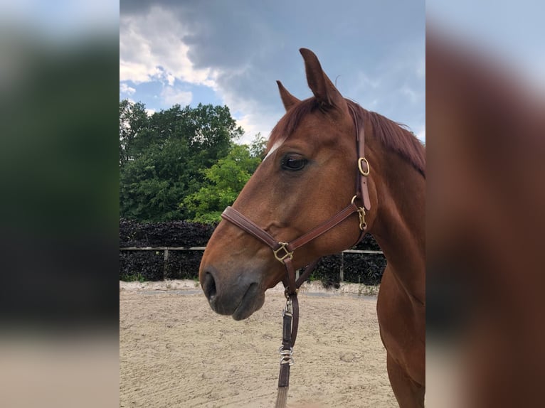 Oldenburger Hengst 10 Jahre 170 cm Fuchs in Solingen