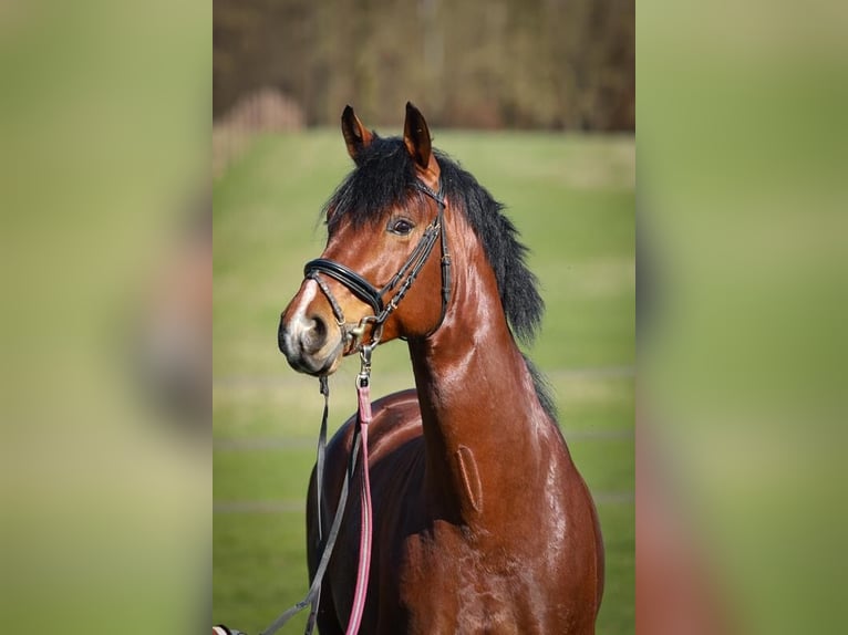 Oldenburger Hengst 11 Jaar 170 cm Bruin in Rosdorf